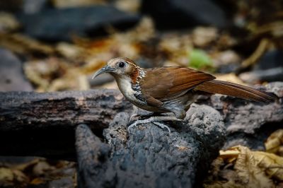 Riesensäbler / Large Scimitar-babbler